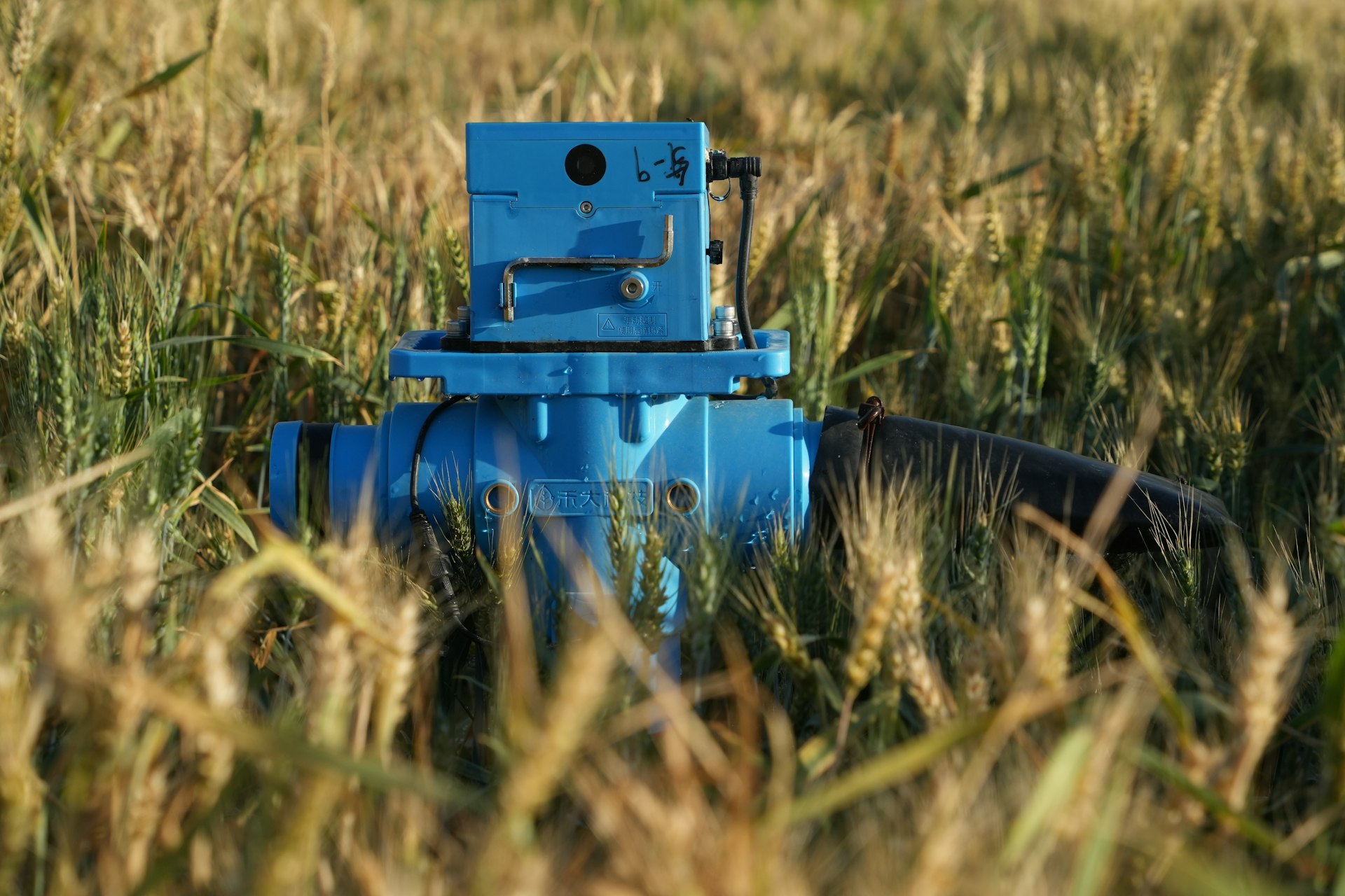 a blue fire hydrant in a field of tall grass